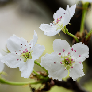 国产一二三区在线
